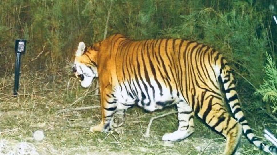 Roar gets louder: First ever camera trap evidence of successful breeding of tigers in Assam&#039;s wildlife sanctuary