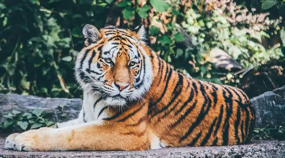 India now has nearly 70% of the global tiger population, says Union Environment Minister Prakash Javadekar