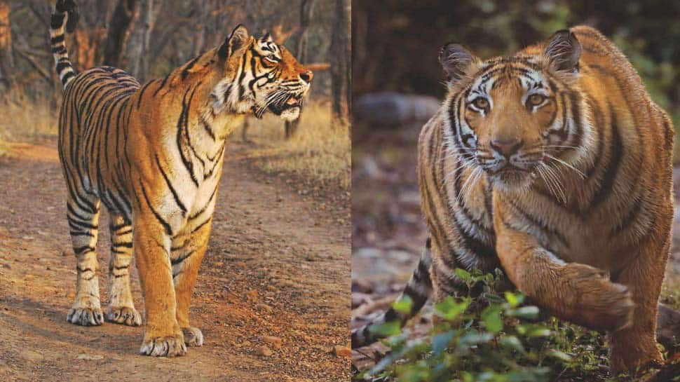 India witnesses increase of 741 tigers within 4 years, nation houses 70% of global tiger population