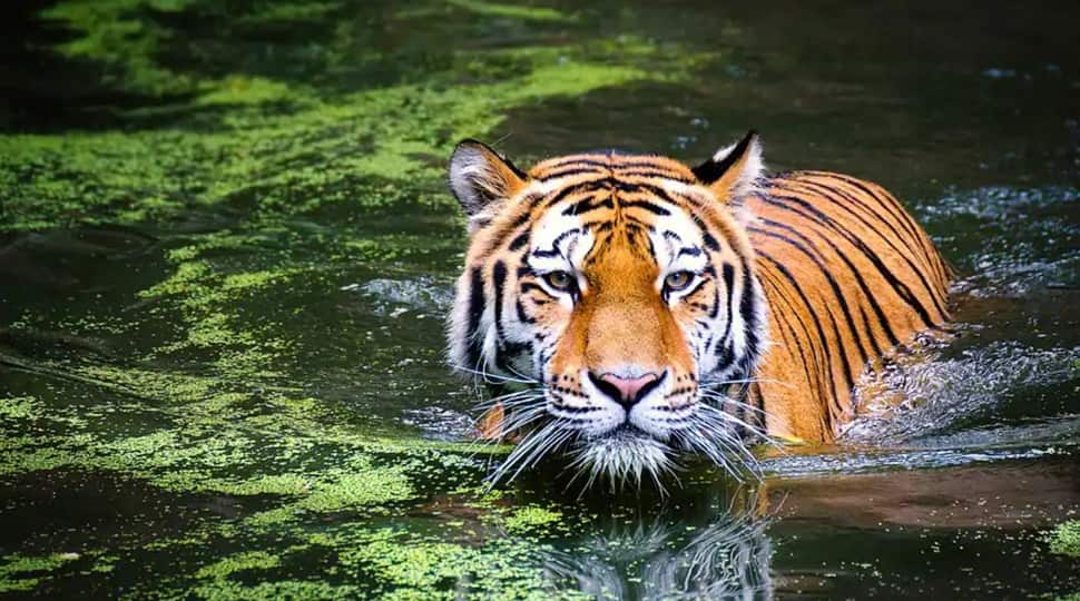 Global Tiger Day: History, importance and the number of ...
