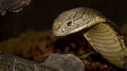 Cobra slithers into sleeping man's jeans in UP — Know what happened next