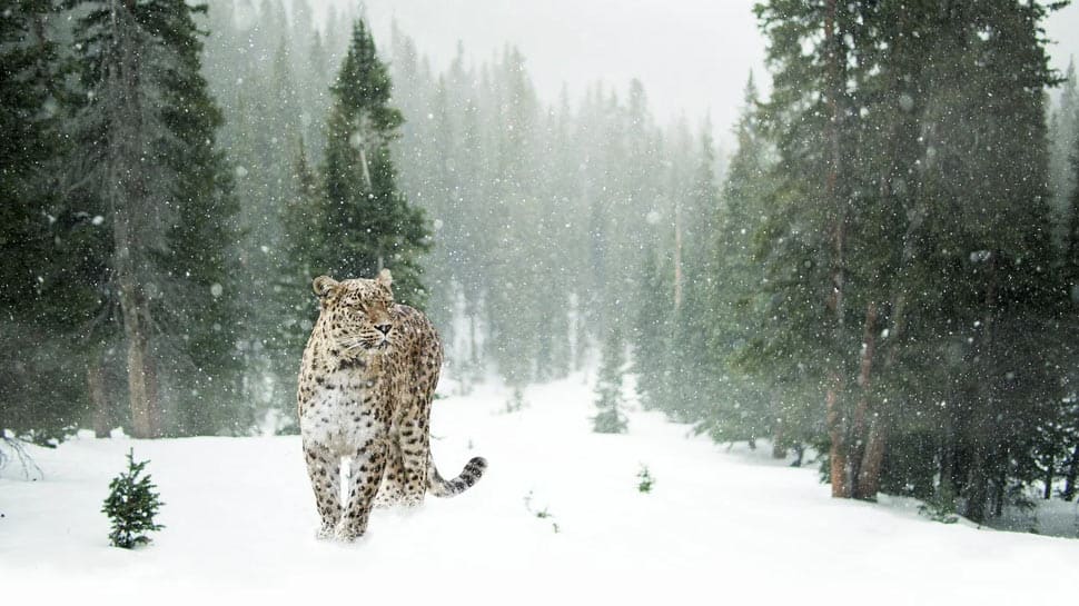 Trending: Snow leopard jumps off a massive cliff to hunt down its prey - Watch viral video