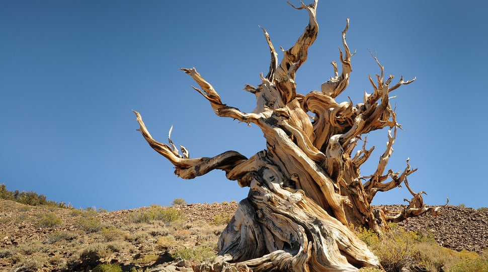 how-one-man-accidentally-killed-the-oldest-tree-discovered-so-far