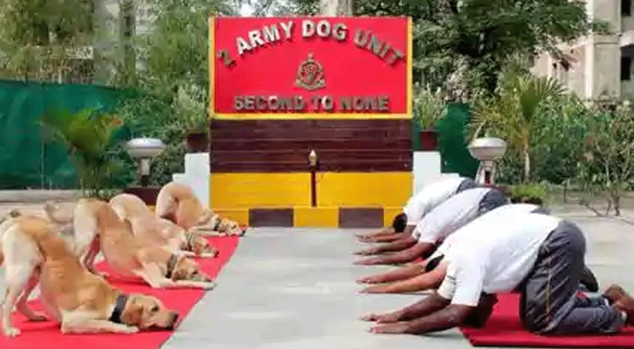 Indian Army dogs Vida, Sophie get &#039;Commendation Cards&#039; on Independence Day