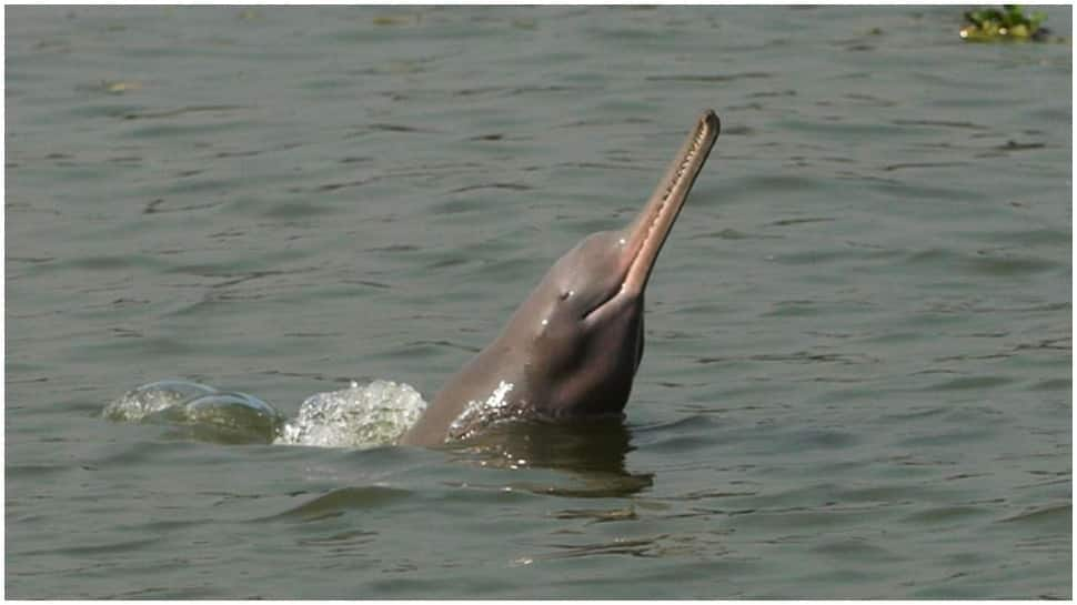 Centre to launch project for conservation, protection of Dolphins in rivers, oceans across country