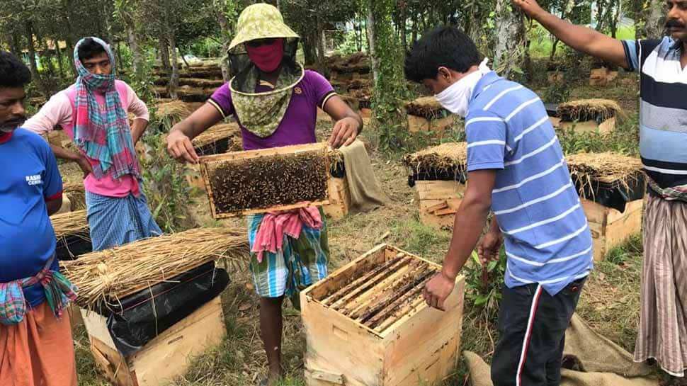 Sunderban takes up beekeeping to stop tiger attacks, will sell honey online