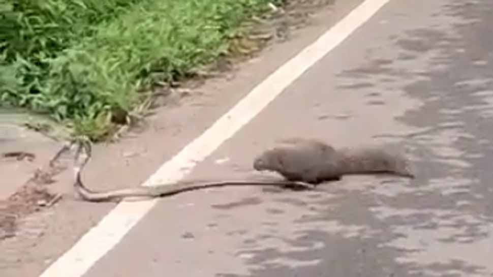 Fight between snake and mongoose on road leaves netizens awestruck - Watch