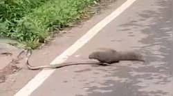 Fight between snake and mongoose on road leaves netizens awestruck - Watch