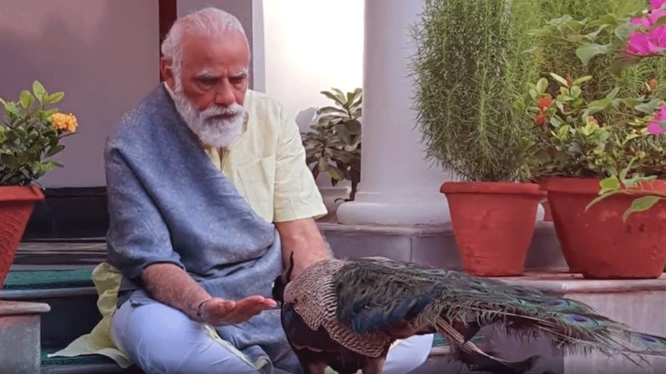 PM Narendra Modi shares video of &#039;precious moments&#039; feeding peacocks during morning routine of exercises — Watch 