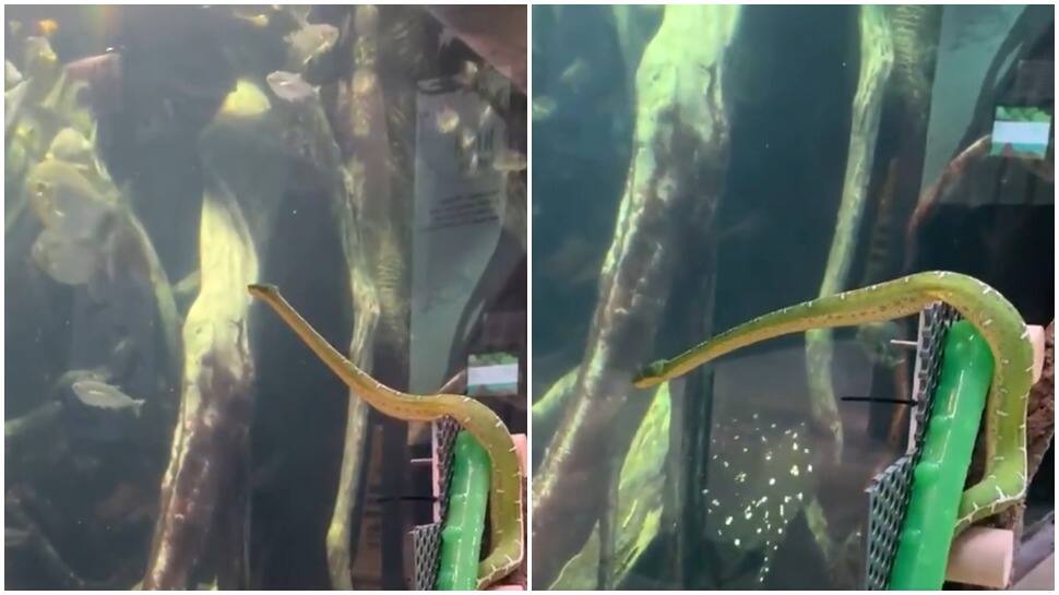 Snakes get curious too? Viral video of serpent ogling at fishes inside aquarium leaves netizens amused