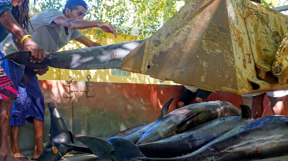 Dying mother dolphin struggles to save baby in Mauritius lagoon after oil spill