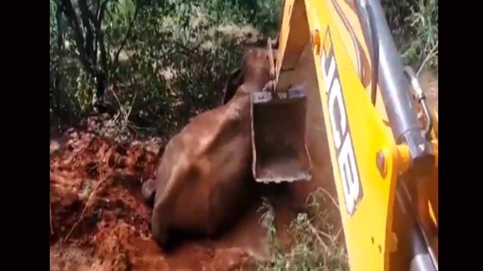 Elephant falls in a trench near wildlife sanctuary in Karnataka, rescued by forest officials; video goes viral