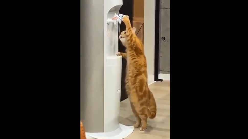 Video of a cat drinking from a water cooler breaks the internet - Watch