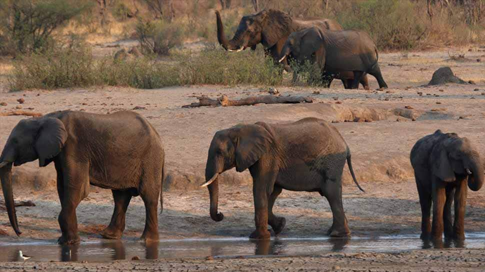 22 elephants in Zimbabwe die of mysterious bacterial infection