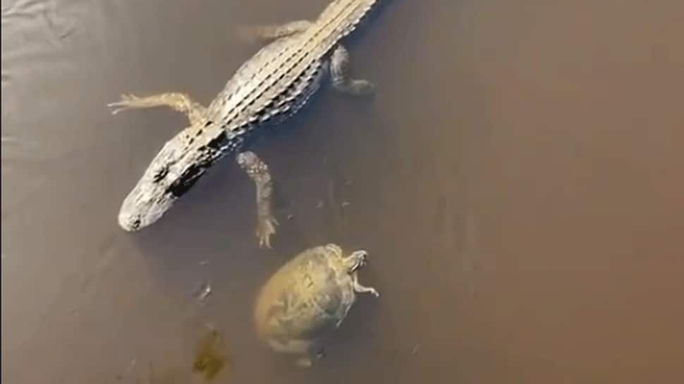 Hilarious video! Turtle hi-fives alligator as it swims past in viral clip — Check out