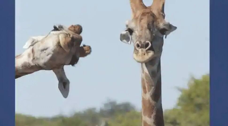 The finalists of Comedy Wildlife Photography Awards 2020 will bring smile on your face