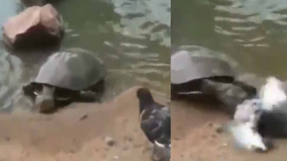 Turtle kills pigeon in ninja-like move, leaves Twitter shocked - WATCH