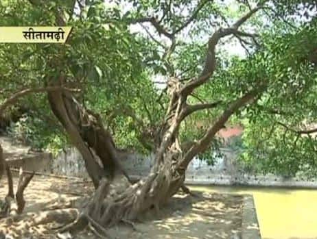 Sita Ashok tree at Ram Temple