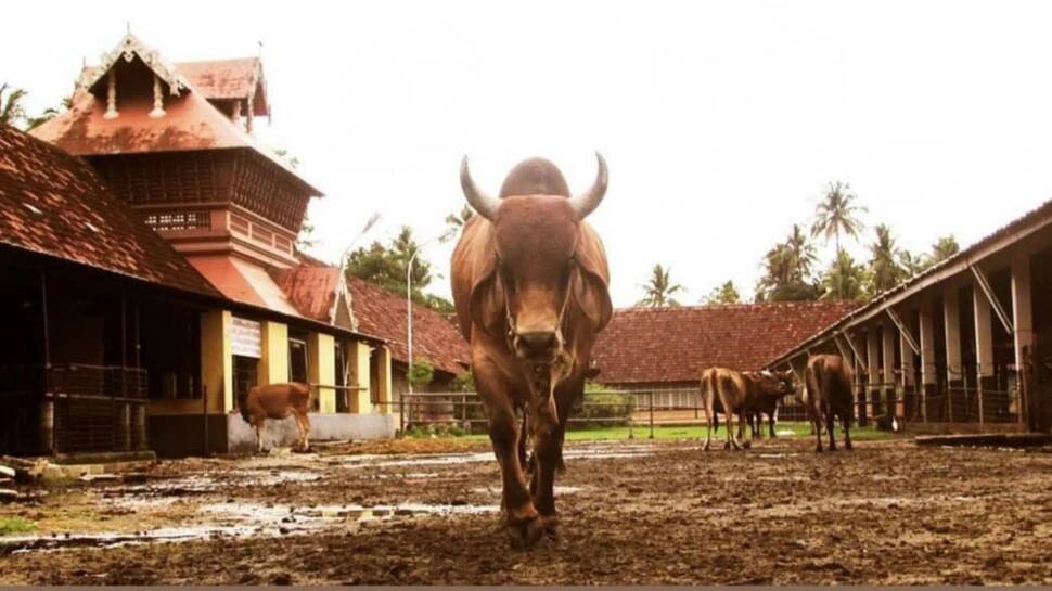 Bull at Cochin Thirumala Devaswom temple in Kochi Bull at Cochin Thirumala Devaswom temple in Kochi