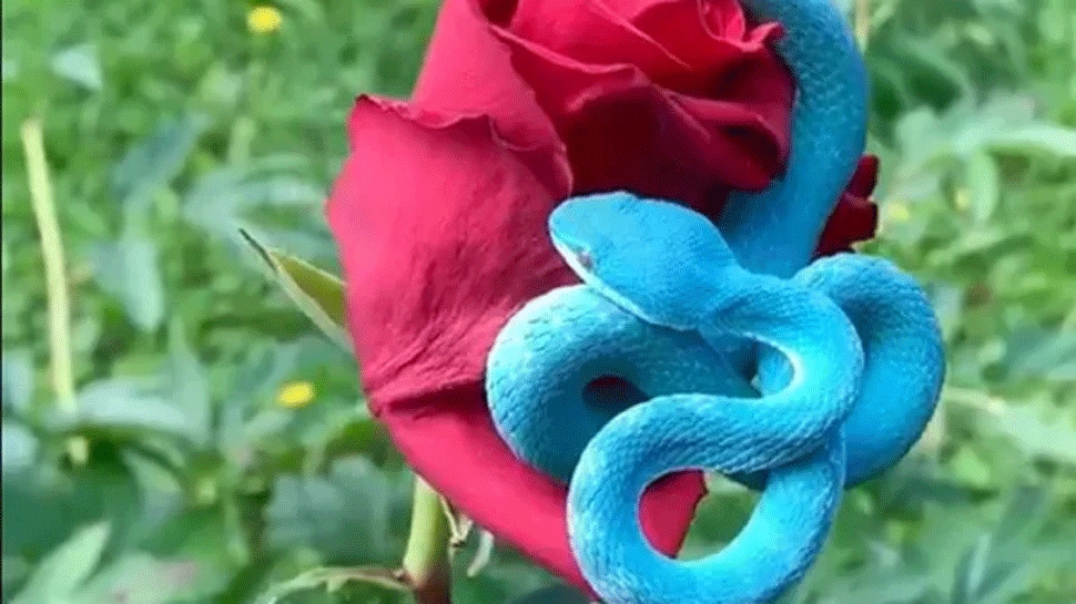 Rare blue snake coils around a red rose, scary video goes viral -Watch