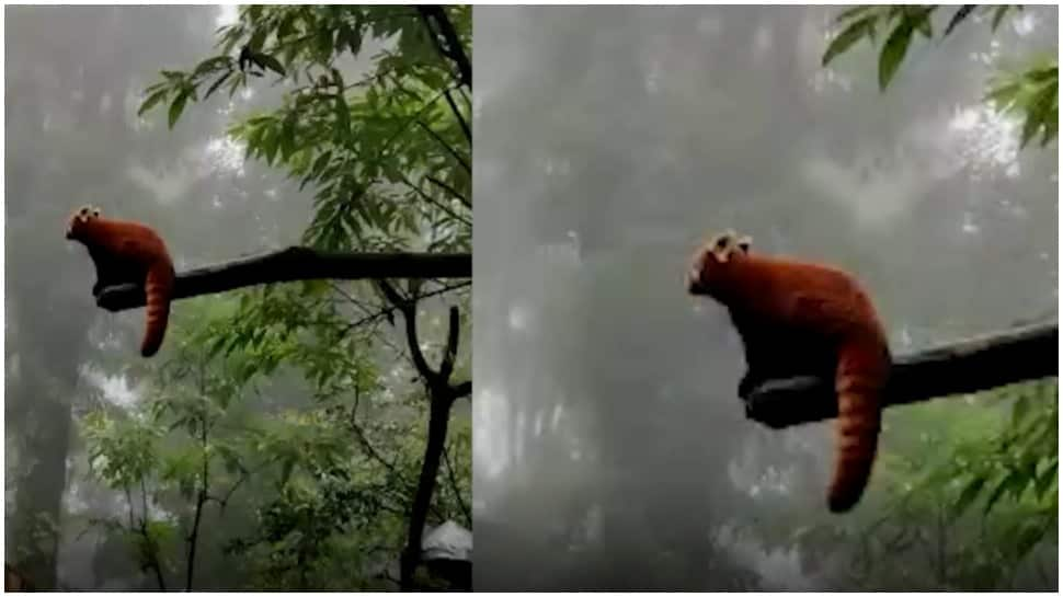 Rare Red Pandas woo visitors in Darjeeling&#039;s Padmaja Naidu Himalayan Zoological Park - Watch