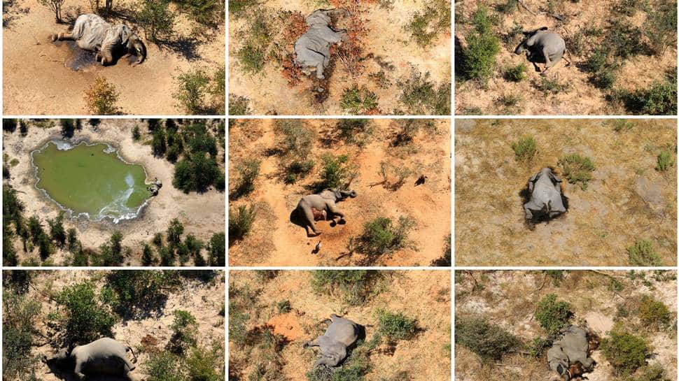 Botswana says toxins in water killed over 300 hundred elephants