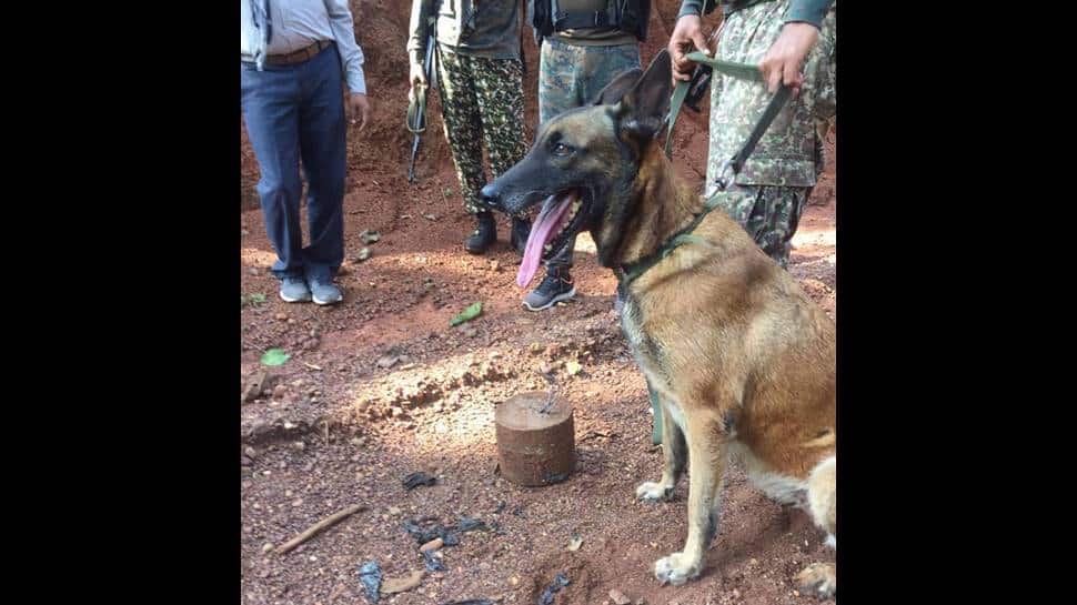 ITBP dog &#039;Sophia&#039; sniffs out IED in Chhattisgarh, saves many lives