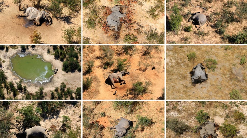 Which bacteria could be behind elephant deaths in Zimbabwe and Botswana?