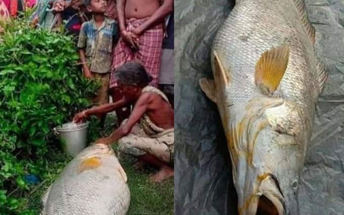 Elderly woman catches 52-kg fish in West Bengal, becomes ‘lakhpati’ overnight 