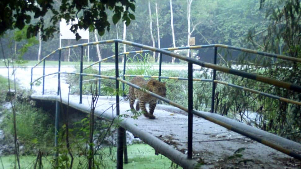 Leopard spotted at Greater Noida&#039;s NTPC premise, search operation on