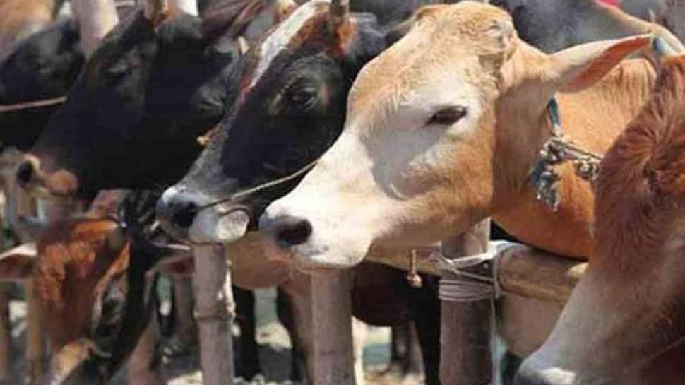Cow dung will protect everyone, it is anti-radiation, says Rashtriya Kamdhenu Aayog chief