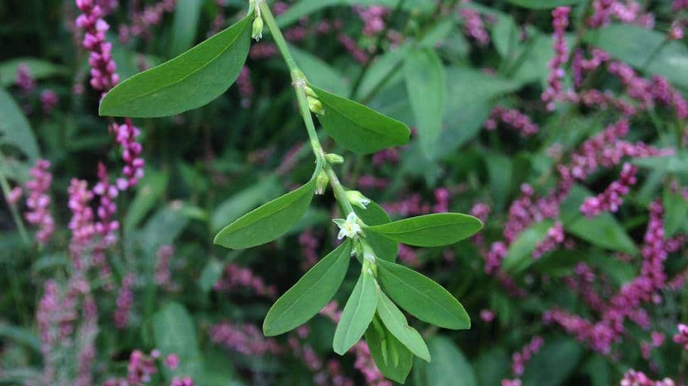 Polygonum, Himalayan knotweed, poses major threat to Uttarakhand&#039;s bio-diversity, Valley of Flowers