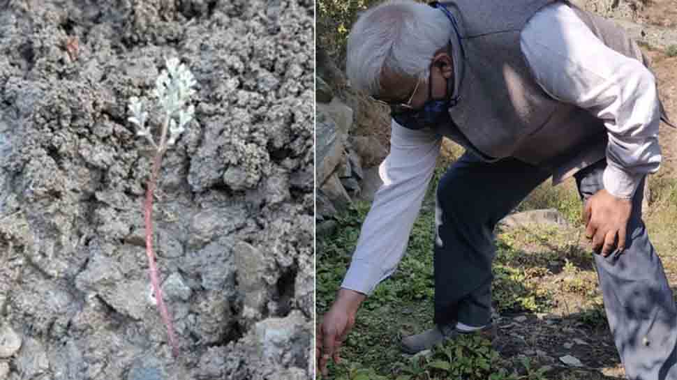 In a first, scientists take up cultivation of asafoetida in India