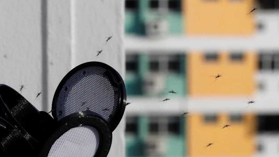 Angry because of mosquitoes? Want to get rid of them? Follow these low-cost steps