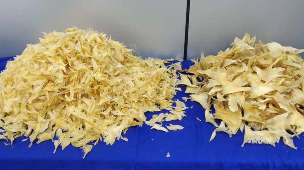 23.5kg shark fin worth over Rs 16 lakh seized from two Dubai-bound passengers in Chennai