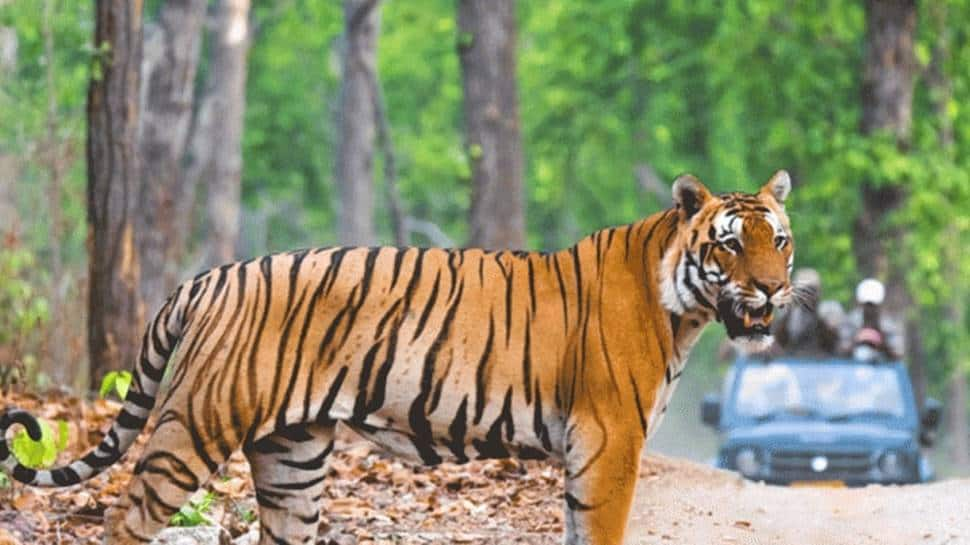 Unlock 5: National parks in Uttar Pradesh to reopen from Nov 1, in a bid to boost tourism