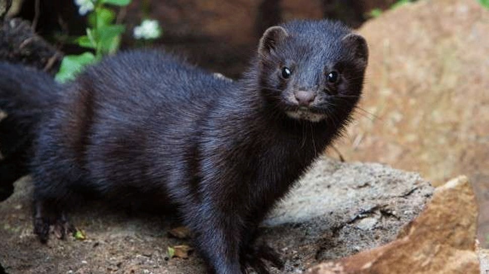 Mink fear: Denmark to kill 15 million mink bred, UK restricts arrival