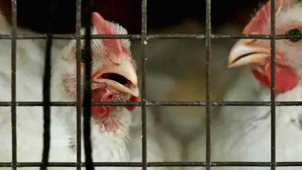 Denmark culls thousands of chickens after finding new bird flu on farm