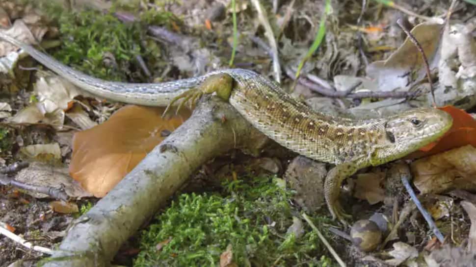 Not just lizards, but these reptiles can also regrow their tails