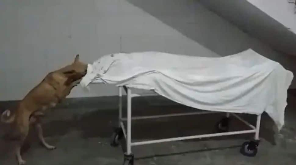 Stray dog licks dead body in Uttar Pradesh hospital, video emerges; two employees suspended