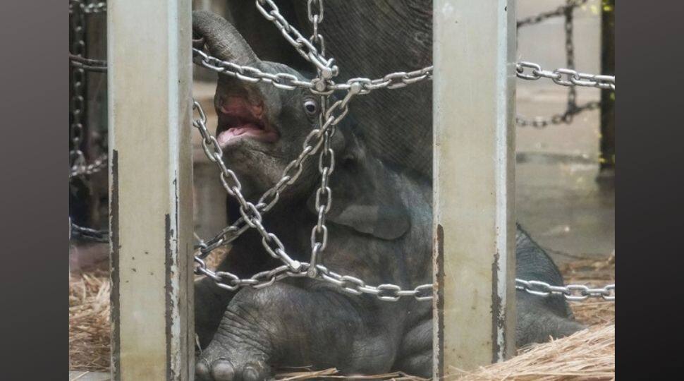 Tokyo zoo unveils first elephant born there in 138 years!