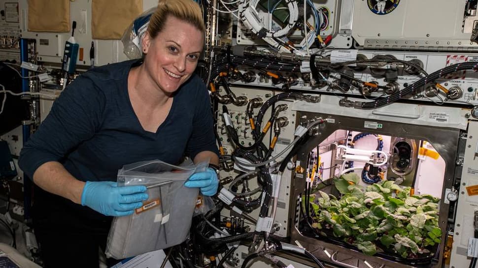 First time ever in space! Astronauts harvest radish crop aboard International Space Station; watch