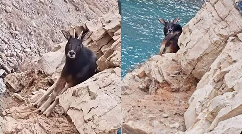 Extinct Himalayan Serow spotted in Spiti Valley by team of wildlife experts 