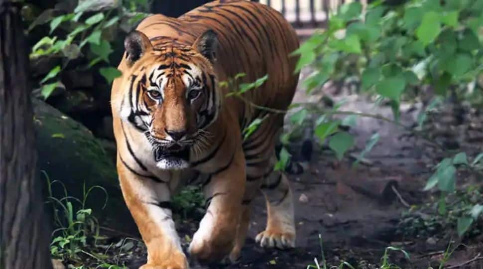 Tiger census with camera trapping method commences in West Bengal&#039;s Sundarbans