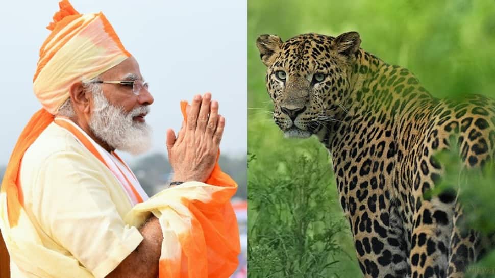 India&#039;s leopard count crosses 12800, PM Narendra Modi calls it a &#039;great news&#039;