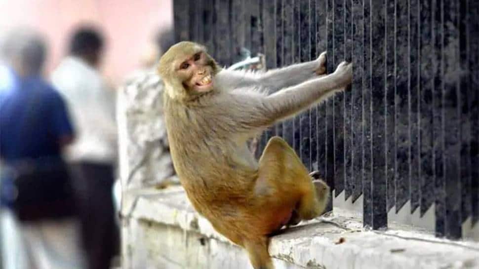 Bizarre! Monkey steals bag with Rs 4 lakh, throws currency notes outside registry office in UP | India News | Zee News