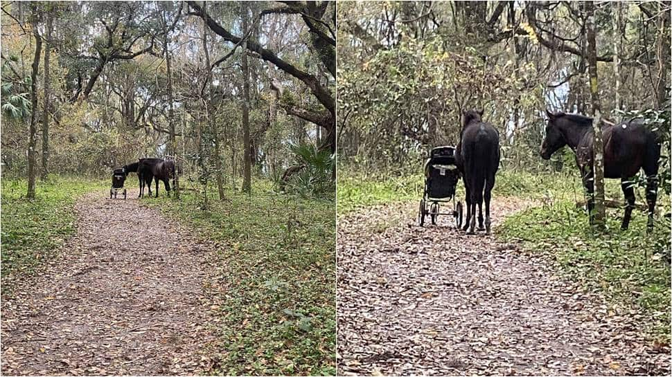 Horses clicked with stroller &#039;stolen&#039; from couple in US Florida, video goes viral