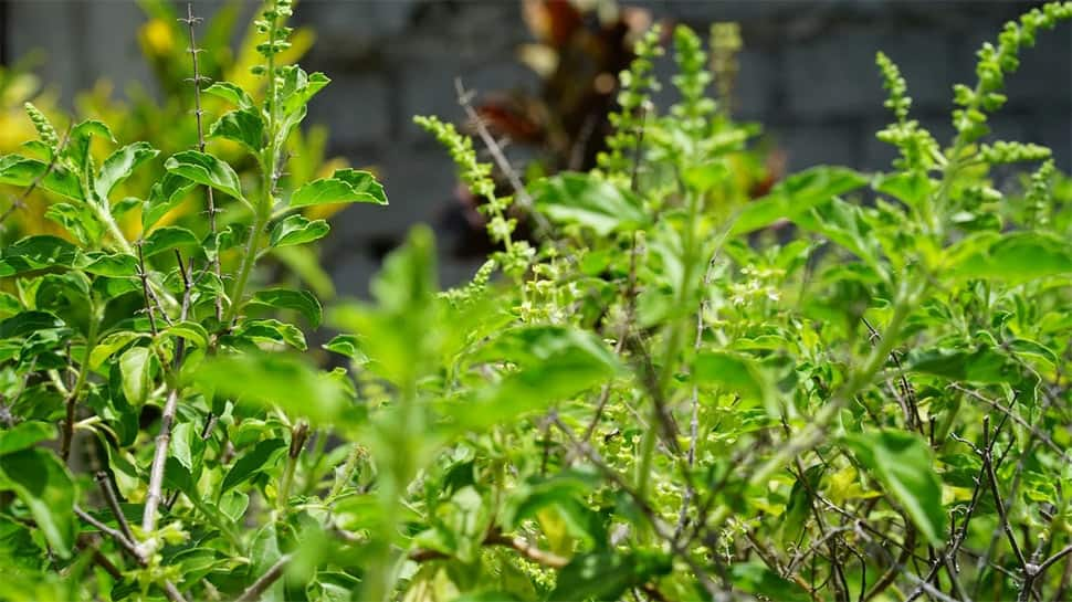 Tulsi Pujan Diwas 2020: Why it is celebrated on December 25?