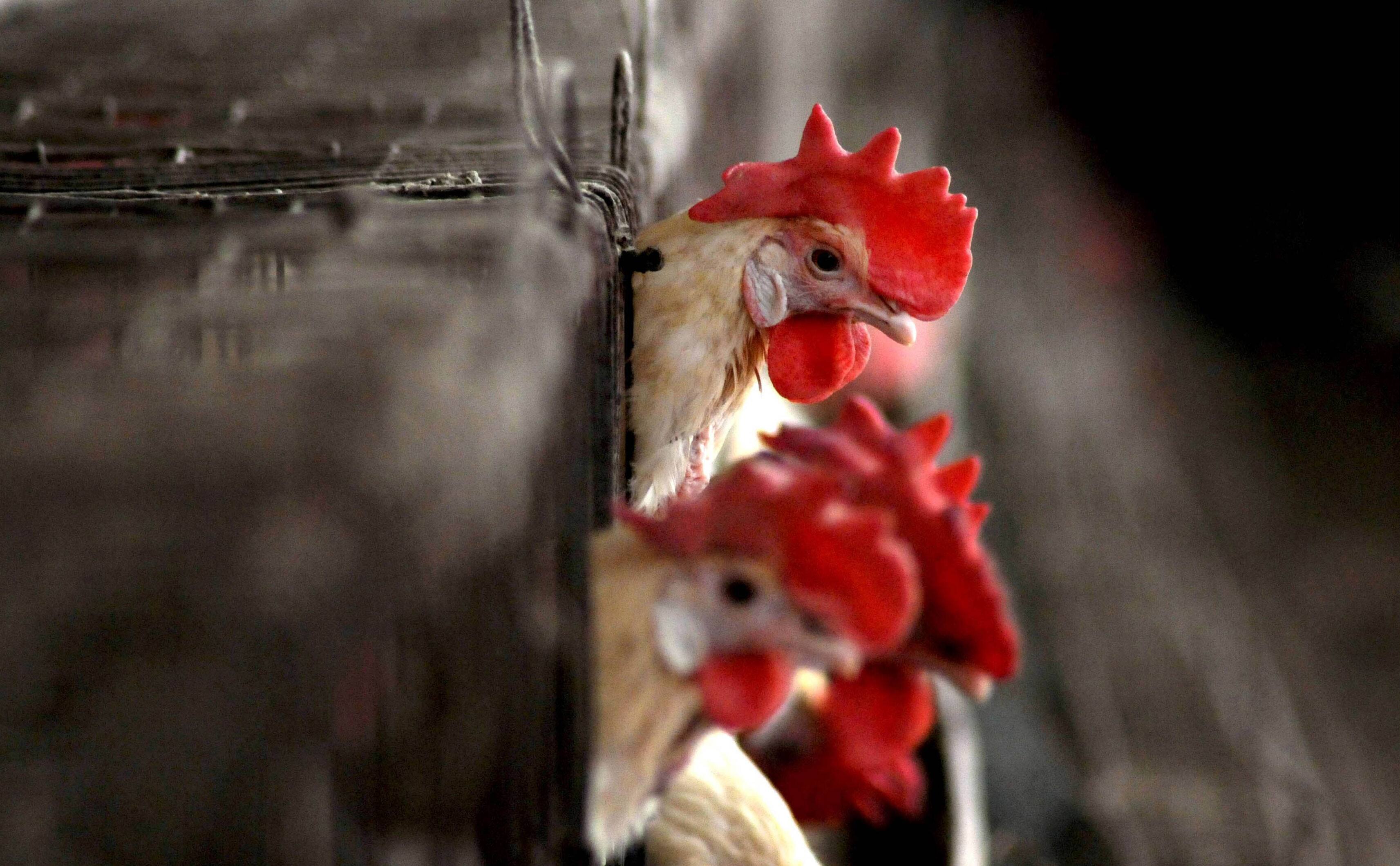 Madhya Pradesh bans chicken trade with these states amid bird flu scare, check guidelines