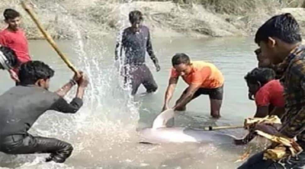 Gangetic dolphin beaten to death in UP&#039;s canal, know more